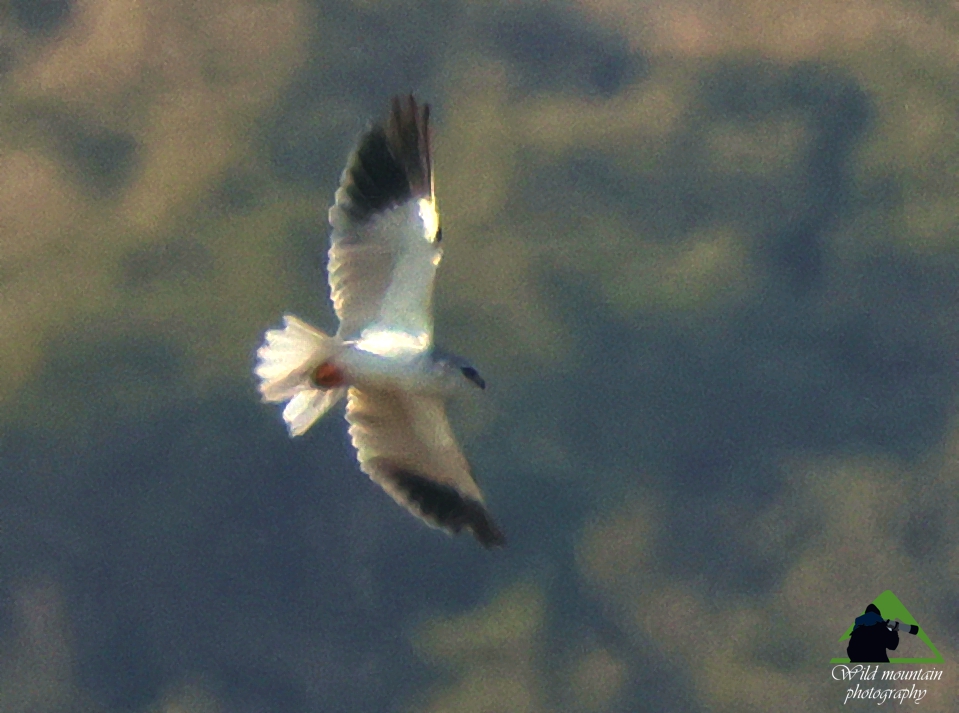Τα πουλιά της Ελλάδας